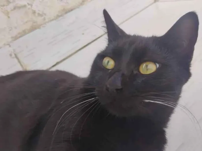 Gato raça SRD-ViraLata idade 7 a 11 meses nome Preto
