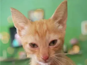 Gato raça SRD-ViraLata idade 2 a 6 meses nome Serafina
