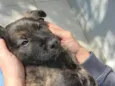 benji