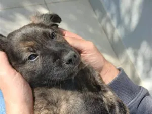 Cachorro raça SRD-ViraLata idade 2 a 6 meses nome benji