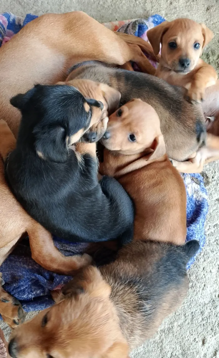 Cachorro raça SRD-ViraLata idade 2 a 6 meses nome sem nomes
