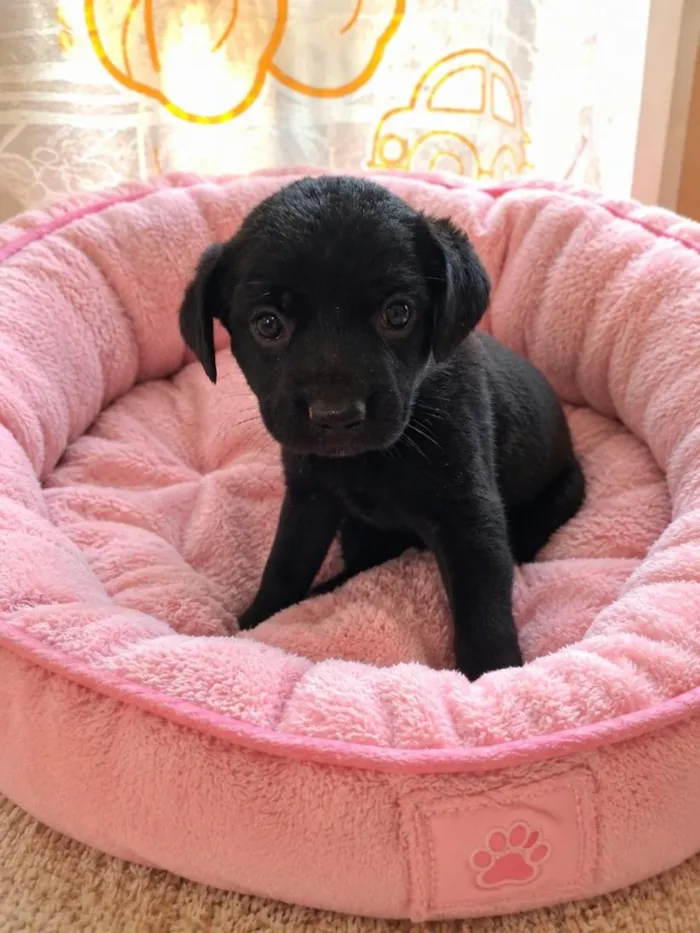 Cachorro raça SRD-ViraLata idade 2 a 6 meses nome Cookie
