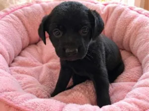 Cachorro raça SRD-ViraLata idade 2 a 6 meses nome Cookie