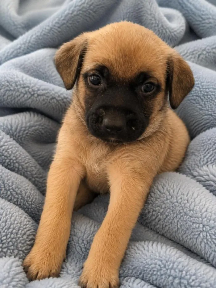 Cachorro raça SRD-ViraLata idade 2 a 6 meses nome Churros