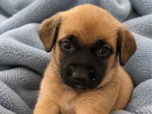 Cachorro raça SRD-ViraLata idade 2 a 6 meses nome Churros