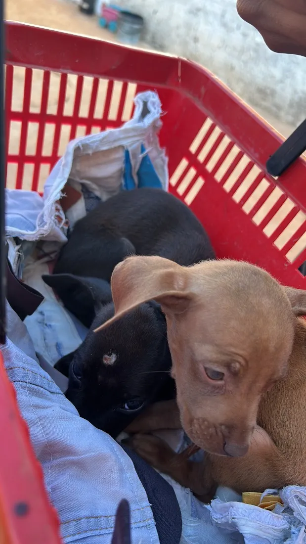 Cachorro raça SRD-ViraLata idade 2 a 6 meses nome Xica e xiquinha 