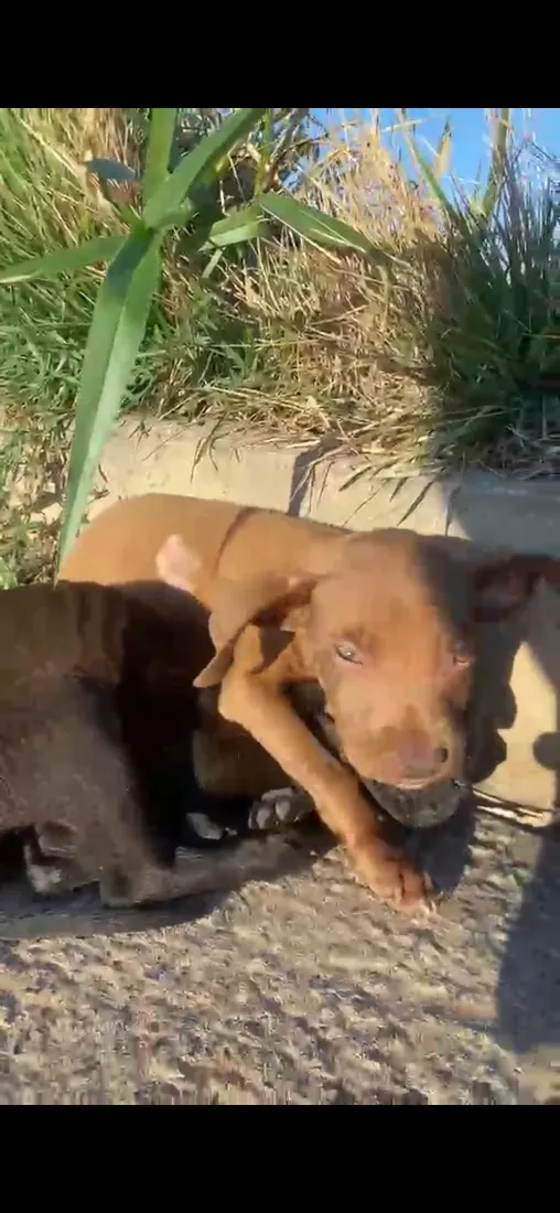 Cachorro raça SRD-ViraLata idade 2 a 6 meses nome Xica e xiquinha 