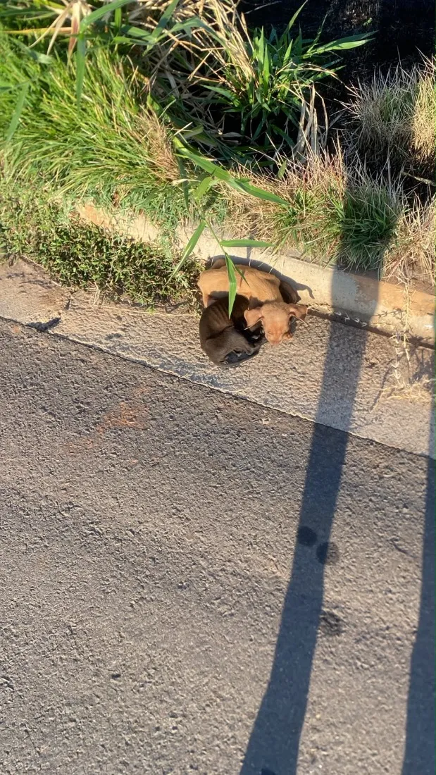 Cachorro raça SRD-ViraLata idade 2 a 6 meses nome Xica e xiquinha 