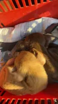 Xica e xiquinha 