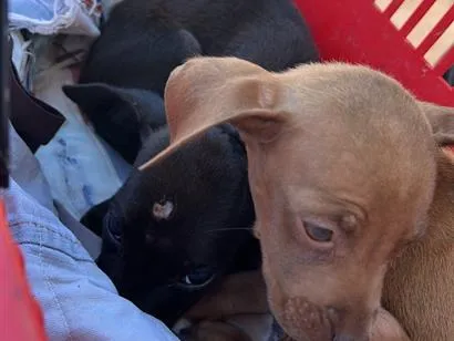 Cachorro raça SRD-ViraLata idade 2 a 6 meses nome Xica e xiquinha 