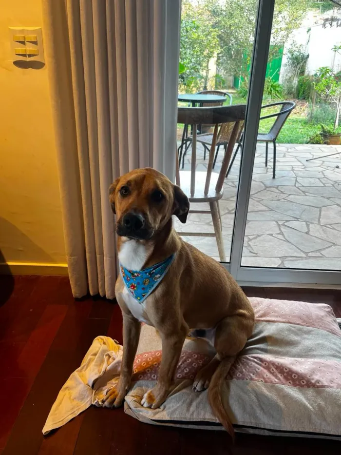 Cachorro raça SRD-ViraLata idade 1 ano nome Tião