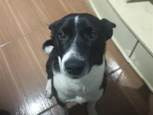 Cachorro raça SRD-ViraLata idade 2 a 6 meses nome Kenny