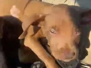 Cachorro raça SRD-ViraLata idade 2 a 6 meses nome Xica e xiquinha 