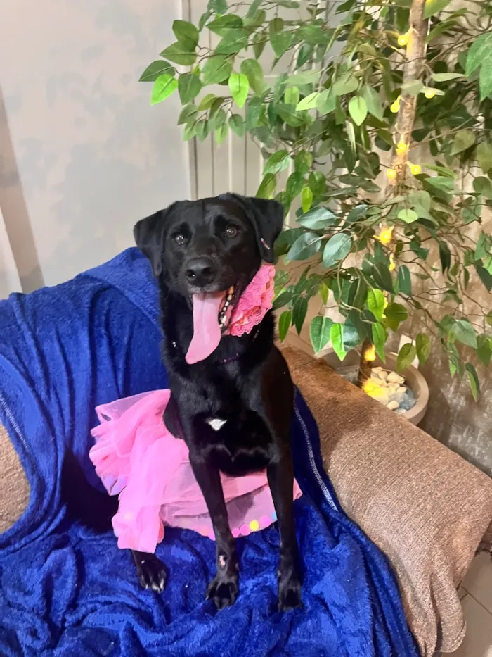 Cachorro raça SRD-ViraLata idade 1 ano nome Zozo 