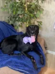 Zozo 