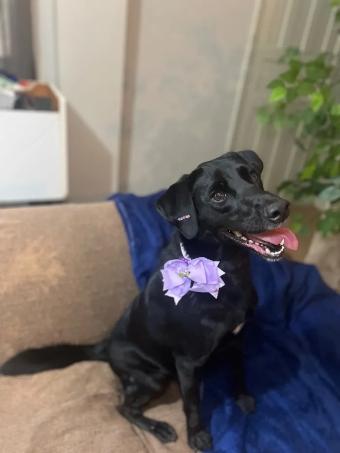 Cachorro raça SRD-ViraLata idade 1 ano nome Zozo 