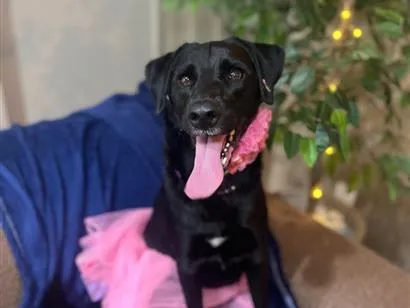 Cachorro raça SRD-ViraLata idade 1 ano nome Zozo 