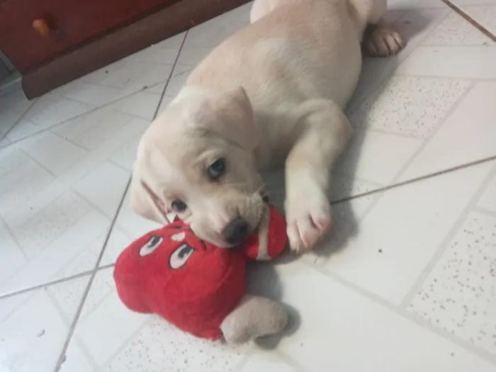 Cachorro raça SRD-ViraLata idade 2 a 6 meses nome Gregory
