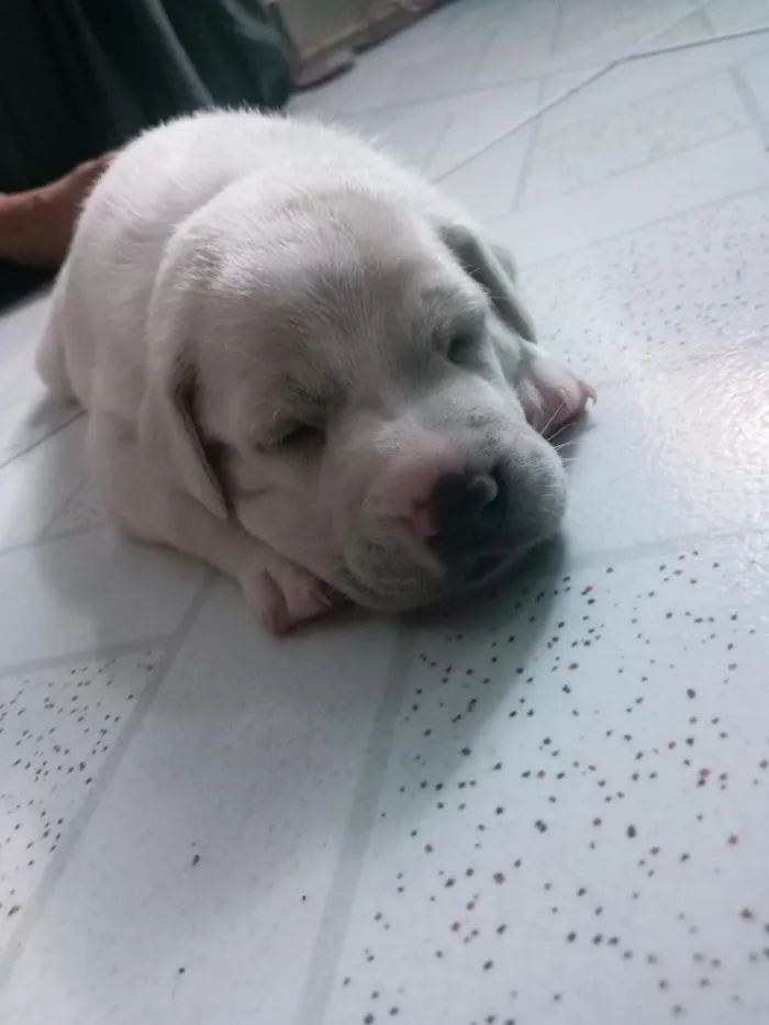 Cachorro raça SRD-ViraLata idade 2 a 6 meses nome Gregory