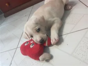 Cachorro raça SRD-ViraLata idade 2 a 6 meses nome Gregory