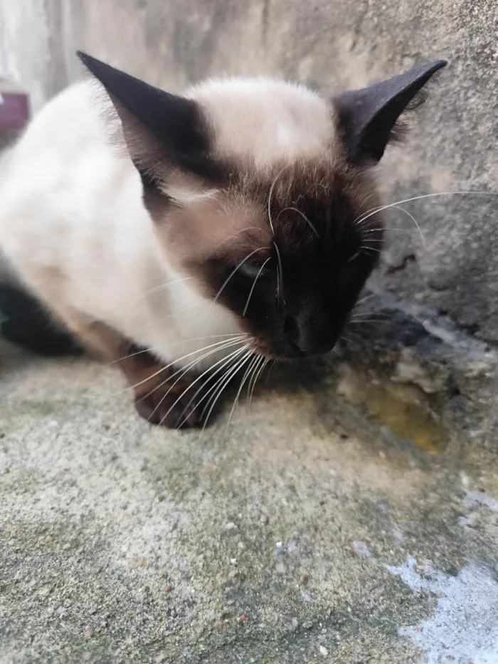 Gato raça Siamês idade 4 anos nome Mingau