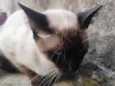Mingau