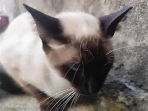Gato raça Siamês idade 4 anos nome Mingau