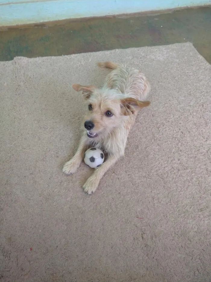 Cachorro raça SRD-ViraLata idade 3 anos nome Luke