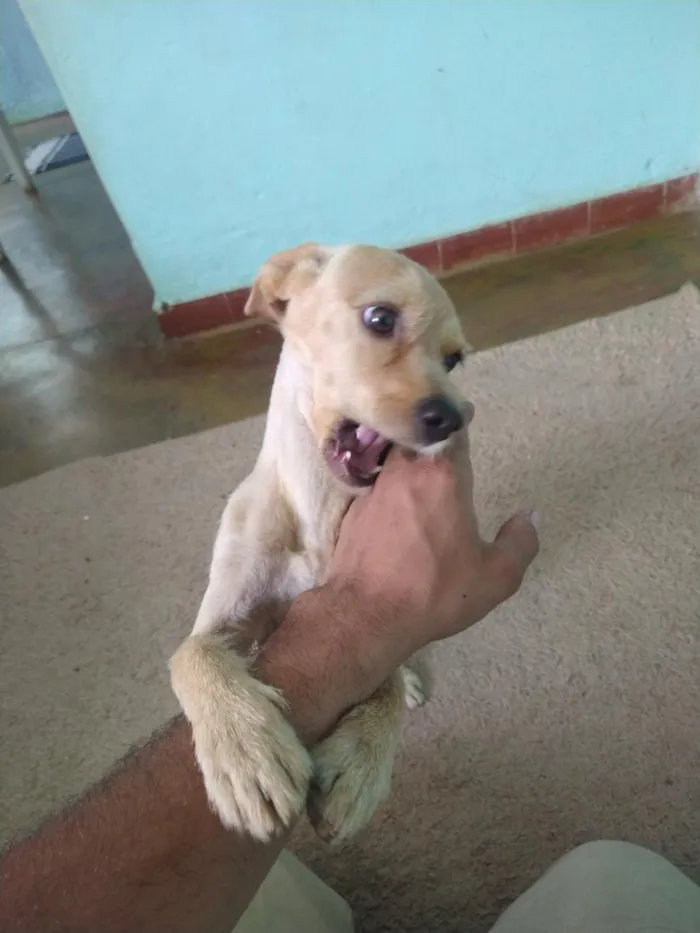 Cachorro raça SRD-ViraLata idade 3 anos nome Luke