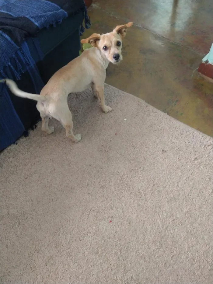 Cachorro raça SRD-ViraLata idade 3 anos nome Luke