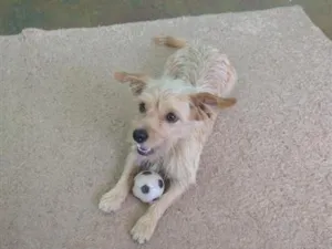 Cachorro raça SRD-ViraLata idade 3 anos nome Luke