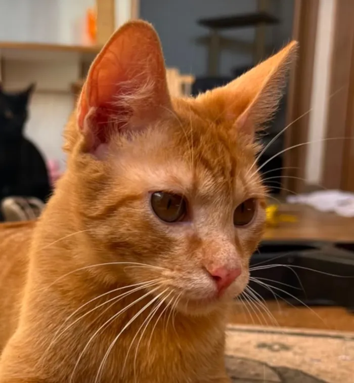 Gato raça SRD-ViraLata idade 7 a 11 meses nome Hellios