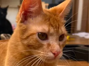 Gato raça SRD-ViraLata idade 7 a 11 meses nome Hellios
