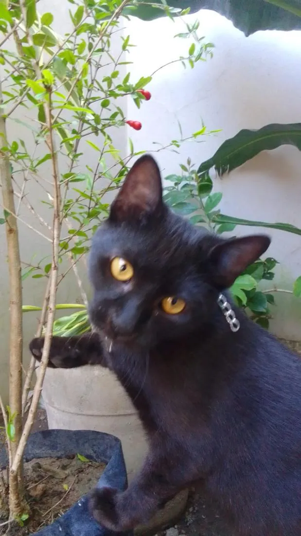 Gato raça SRD-ViraLata idade 2 a 6 meses nome Pretinha 