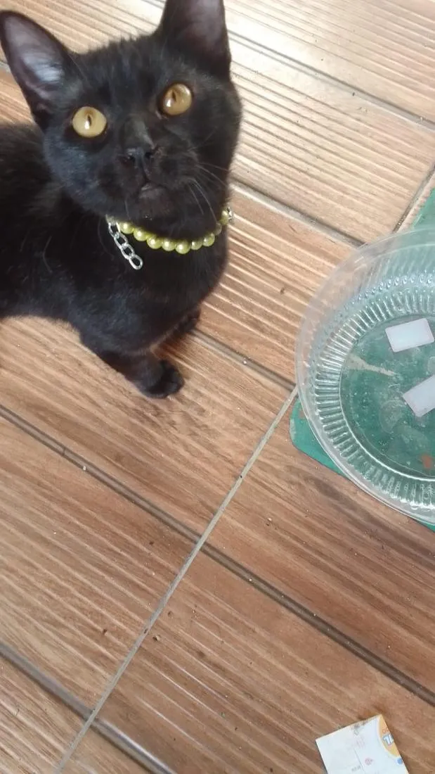 Gato raça SRD-ViraLata idade 2 a 6 meses nome Pretinha 