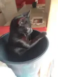 Pretinha 