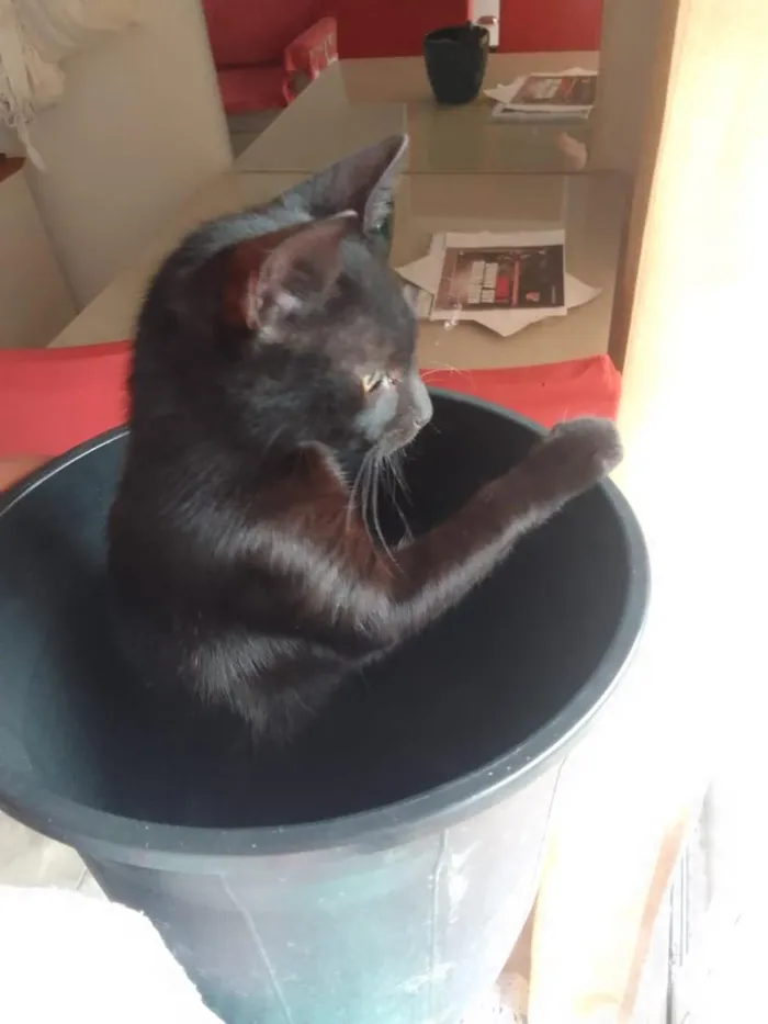 Gato raça SRD-ViraLata idade 2 a 6 meses nome Pretinha 
