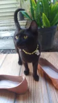 Pretinha 