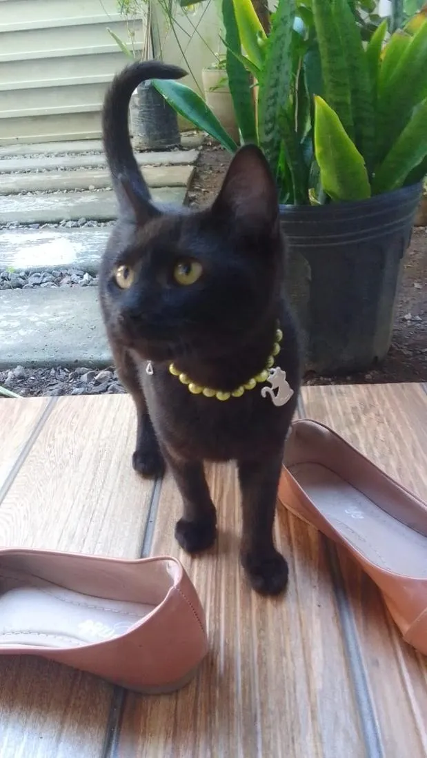 Gato raça SRD-ViraLata idade 2 a 6 meses nome Pretinha 