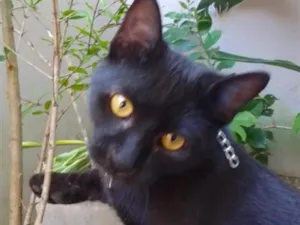 Gato raça SRD-ViraLata idade 2 a 6 meses nome Pretinha 