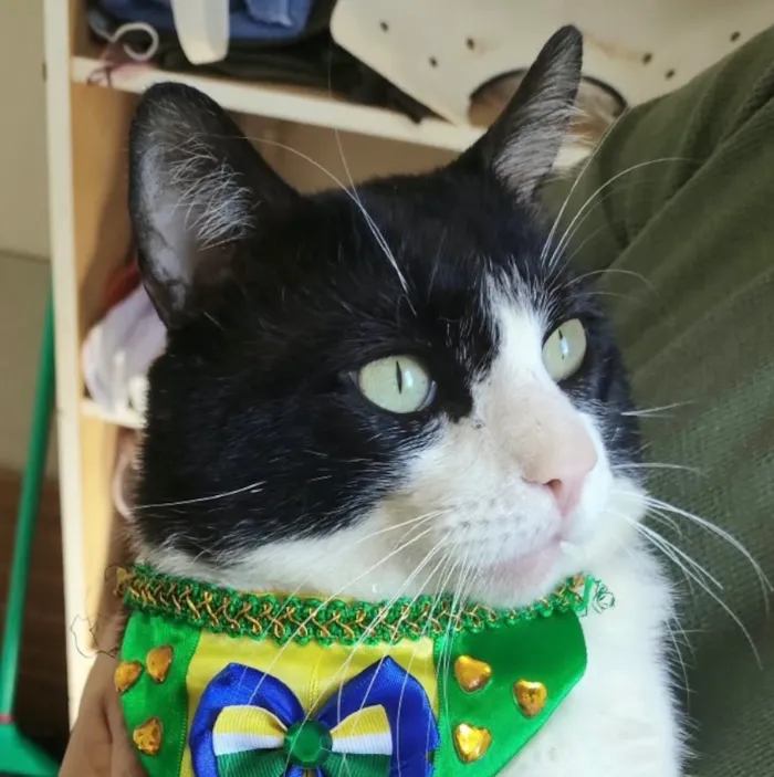 Gato raça SRD-ViraLata idade 1 ano nome Theo