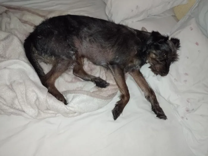 Cachorro raça SRD-ViraLata idade 6 ou mais anos nome bilu