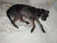 bilu
