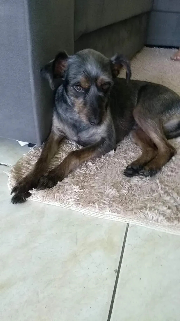 Cachorro raça SRD-ViraLata idade 6 ou mais anos nome bilu