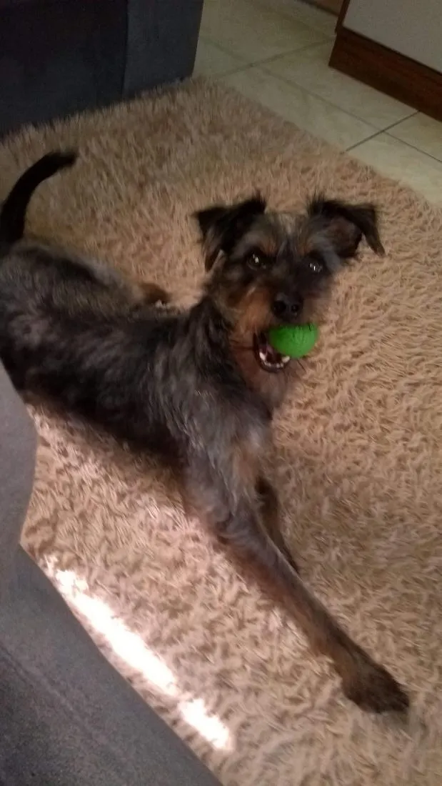 Cachorro raça SRD-ViraLata idade 6 ou mais anos nome bilu