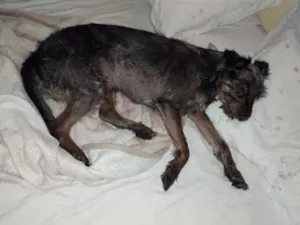 Cachorro raça SRD-ViraLata idade 6 ou mais anos nome bilu