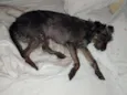 bilu