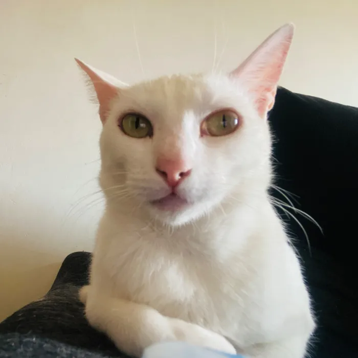 Gato raça SRD-ViraLata idade 2 anos nome Branquinha