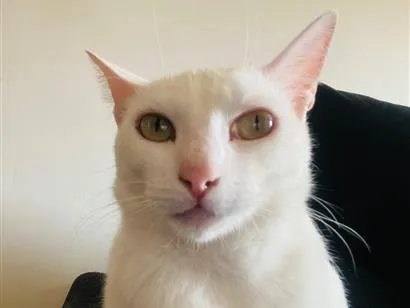 Gato raça SRD-ViraLata idade 2 anos nome Branquinha
