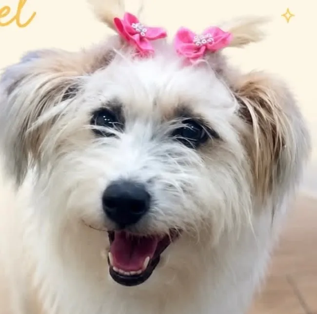 Cachorro raça SRD-ViraLata idade 1 ano nome Luna